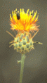 /album/fotogaleria/cenorn-gif/
