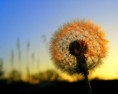 /album/fotogaleria/flor-diente-de-leon-jpg/